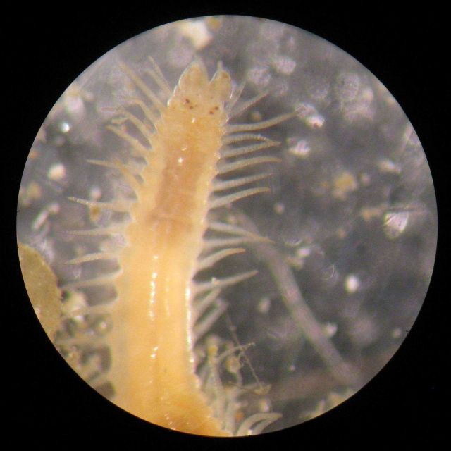 A syllid polychaete worm found within a dead Desmophyllum coral skeleton found along the wall of Norfolk Canyon. Picture