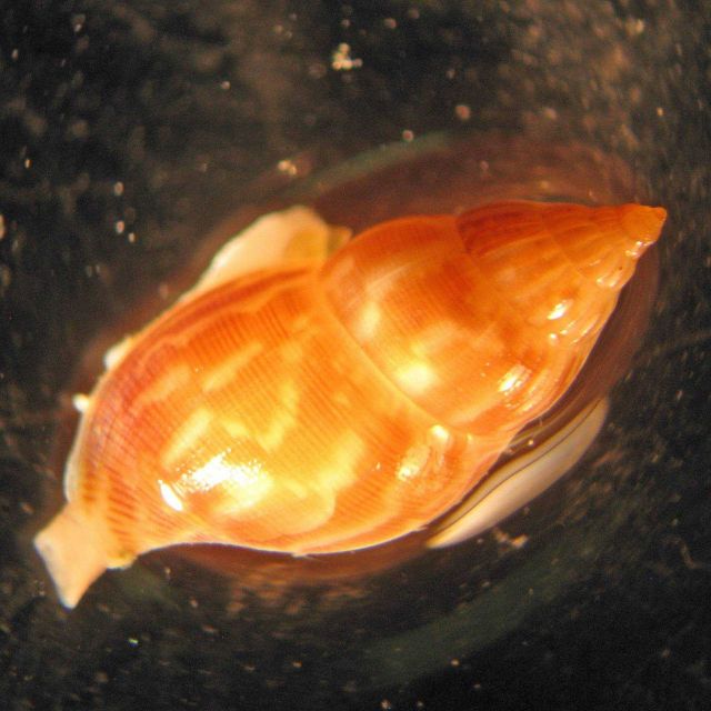 An unidentified gastropod (family: Columbellidae) collected with Jason's suction sampler from a rock wall at 444 meters. Picture