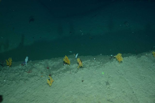 Several small red corals (Anthomastus sp.), yellow corals (Paramuricea sp.) with brittle star associates, and two white vase sponges are just a few of Picture