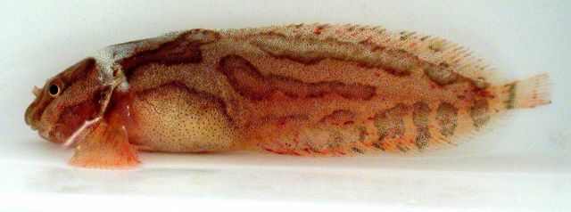 Kelp snailfish (Liparis tunicatus), an abundant species on Arctic continental shelves, collected by RUSALCA in 2004. Picture