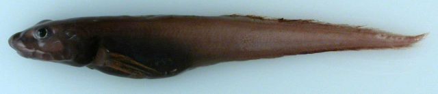 Adolf's eelpout (Lycodes adolfi), unknown in the Arctic until found in the Chukchi Borderland, RUSALCA 2009. Picture