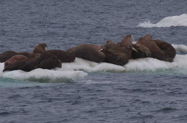 Walrus spotted during the 2010 Russian-U.S Picture