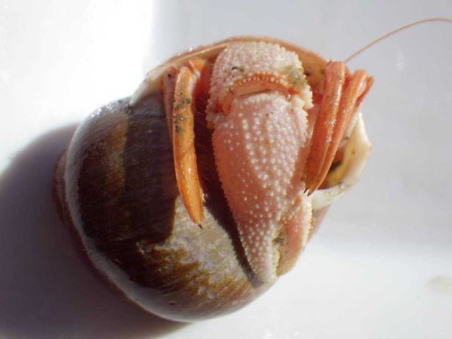 The longfinger hermit crab (Pagurus rathbuni). Picture