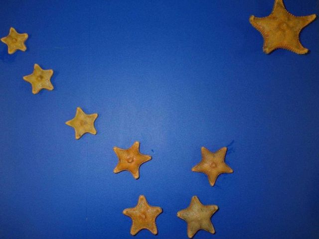 Starfish image of the Big Dipper pointing to the North Star Picture