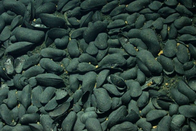A site at Fonualei Rift revealed large expanses of dead mussel shells (the majority with valves closed) and gastropods and shells at the base of sever Picture