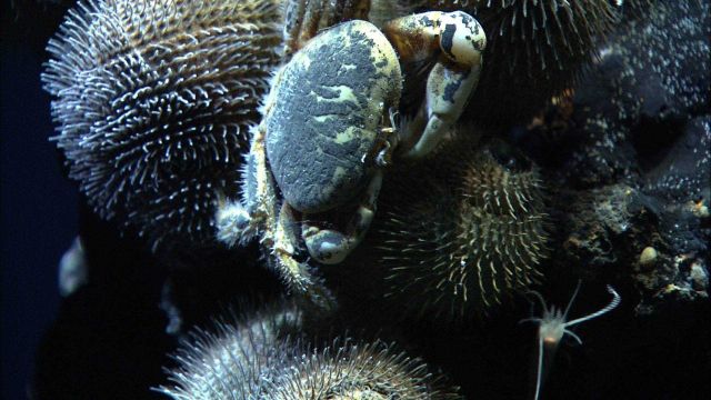 Snails, commonly referred to as hairy snails, clustered on a chimney at Fonualei Rift. Picture