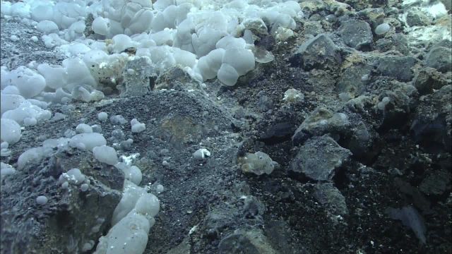 These gelatinous globules covered large areas of the seafloor seen while the ROV was ascending the western slope of the central cone within the large  Picture