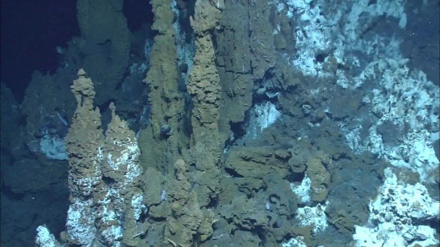 At the Adelaide Spires vent field 20 or more active chimneys are so close they have grown together. Picture