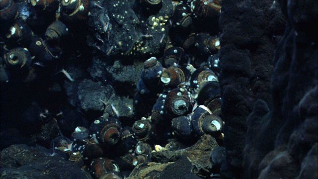 Imagery of a hydrothermal vent chimney with snails taken by the Quest 4000 remotely operated vehicle in the NE Lau Basin. Picture