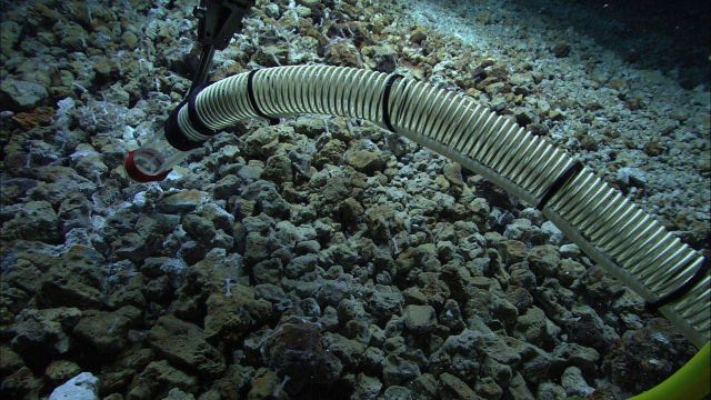 The Quest 4000 remotely operated vehicle collecting biological samples with suction sampler. Picture
