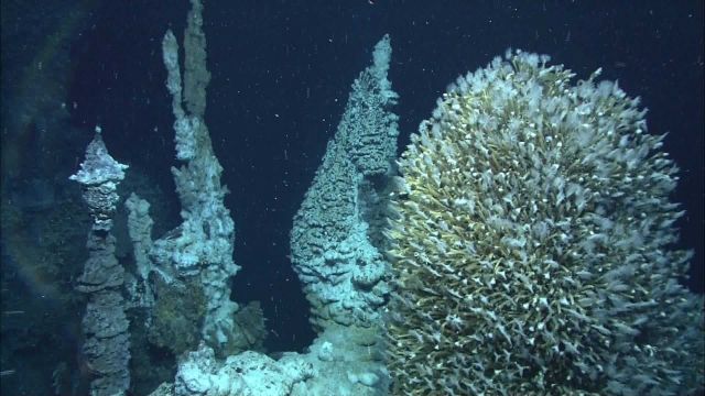 A sulfide chimney with lower-temperature venting on the right is colonized by a thick coating of vent barnacles, looking somewhat like a Christmas tre Picture
