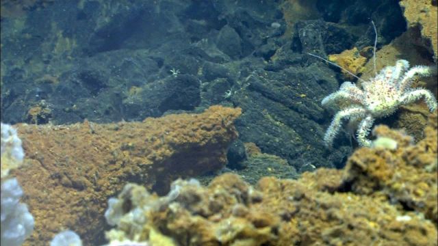 A large crab of the genus, Paralomis, crawls on the volcanic sediment and rock at West Mata. Picture