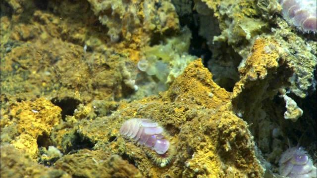 A scale worm, only found at hydrothermal vent communities, imaged by the Quest 4000 at West Mata. Picture