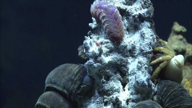 Snails, crabs and scale worms on a chimney at Mata Tolu. Picture