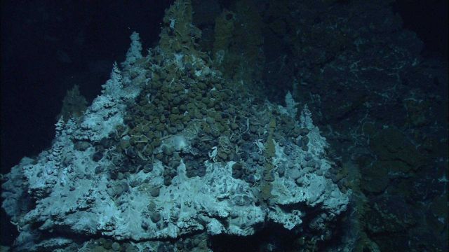 Snails cluster around the base of a hydrothermal vent chimney at Mata Tolu. Picture