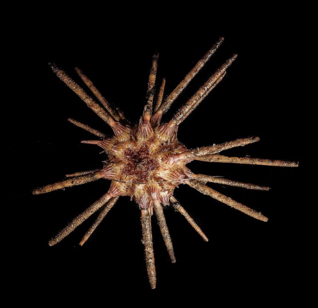 Cidaroid (pencil) urchin collected with the Jason II remotely operated vehicle on NOAA Ship RONALD H Picture