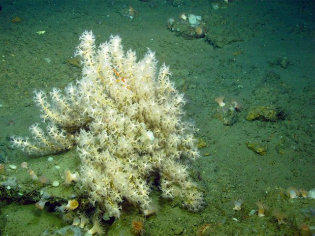 A colony of Anthothela coral in the Baltimore Canyon at a depth of approximately 600 meters. Picture