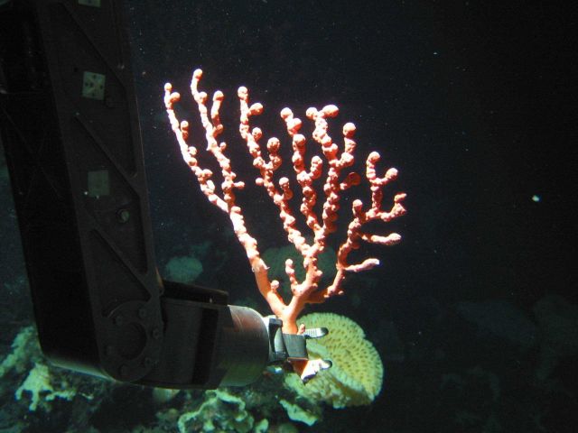 Collecting a small Paragorgia coral on Dickins Seamount. Picture