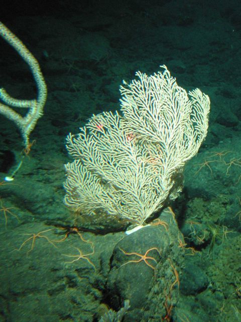 A white primnoid coral. Picture