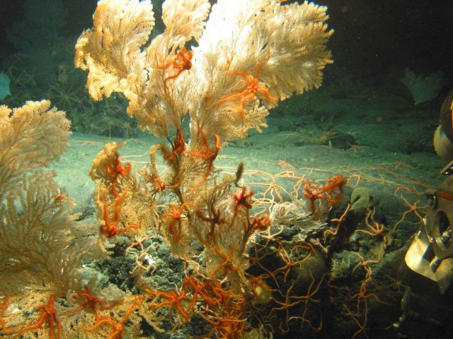 A large primnoid coral with a spectacular grouping of orange brittle stars. Picture