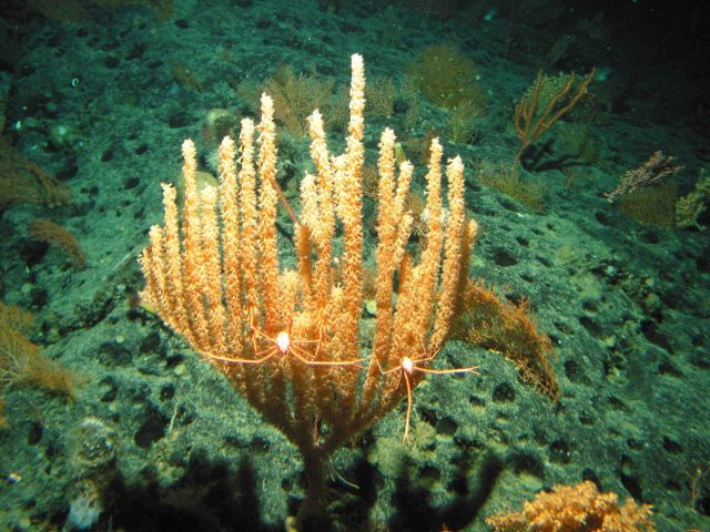 A bamboo coral Picture