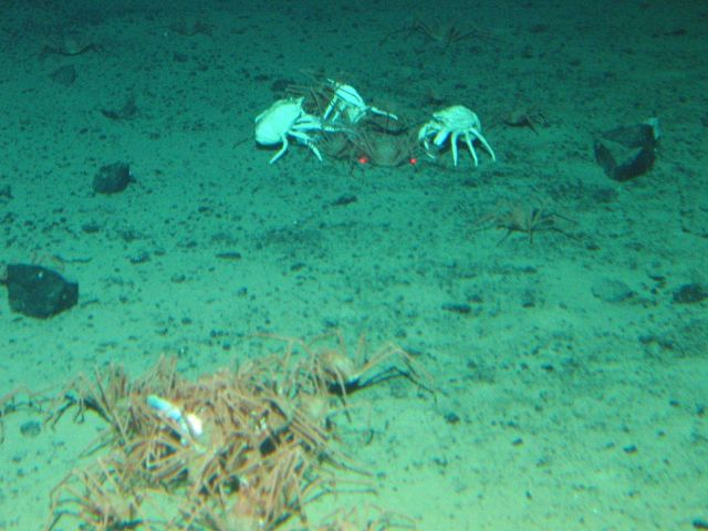 A group of crabs known by some as a 