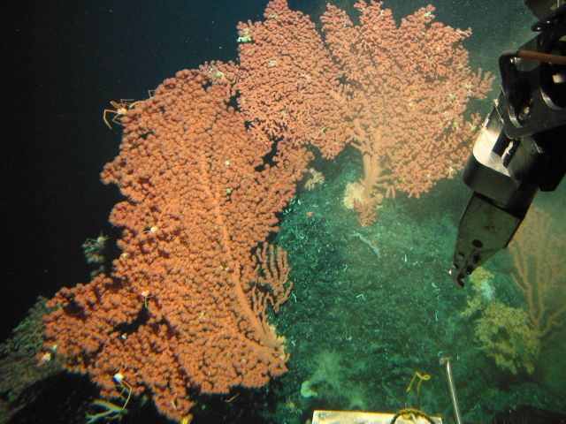 Two large Paragorgia colonies with associated species Picture
