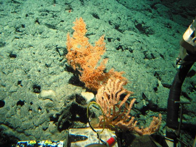 A bamboo coral in the foreground, a 