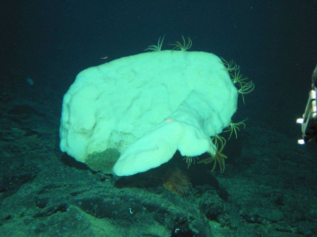 A large white vase sponge with yellow crinoids adhering to its rim. Picture