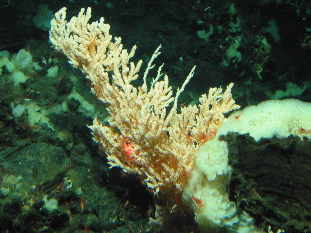 A large white sponge and a primnoid coral with many shrimp. Picture