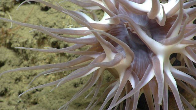 Large brownish white deep sea anemone. Picture