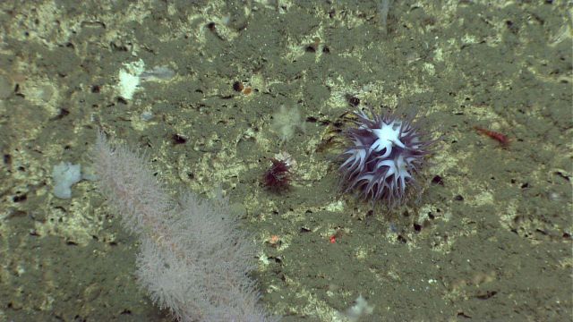 Large purplish white deep sea anemone. Picture