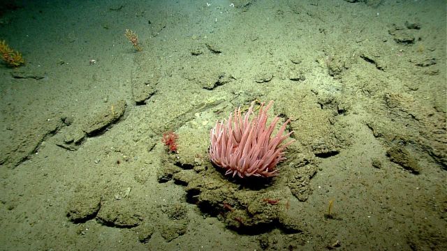 Large pink anemone with small anthomastus coral and a few small paramuricean corals. Picture