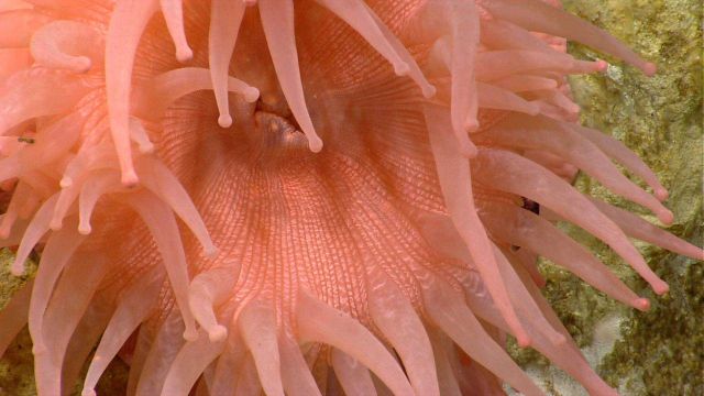 Looking down into the mouth of a large pink anemone. Picture