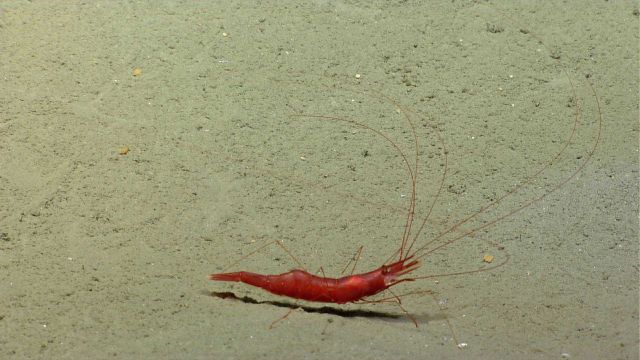 A red shrimp on on a sediment bottom. Picture
