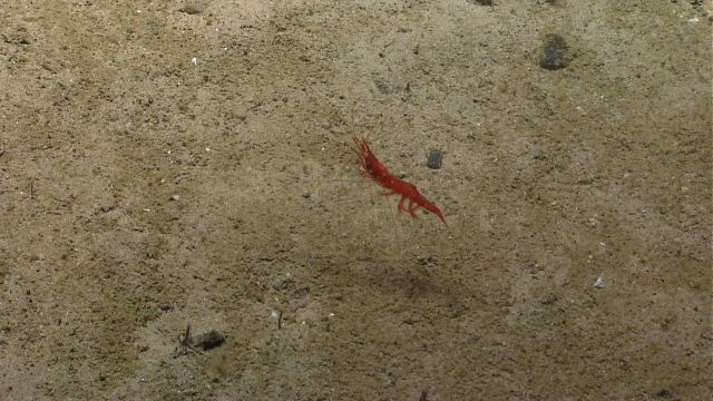 A red shrimp seemiongly suspended on its tentacles on the bottom. Picture