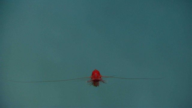 A red shrimp in the water column head-on. Picture