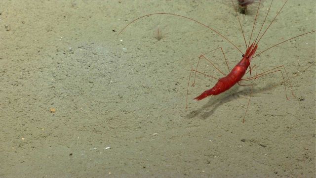 A red shrimp on a sediment bottom. Picture