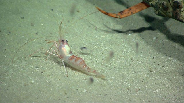 A white with red bands shrimp on a white sand bottom. Picture