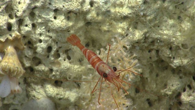 A red and white banded shrimp on a small white octocorals. Picture