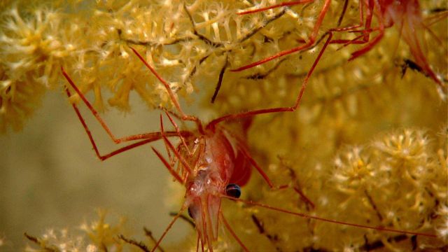A red and white banded shrimp on a small yellow octocoral. Picture