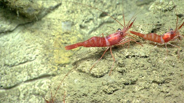 Two red and white banded shrimp Picture