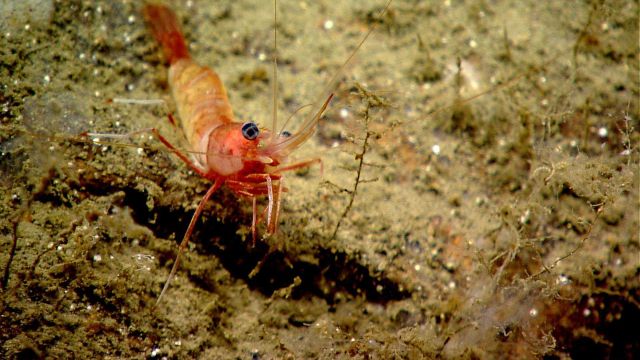 A red and white banded shrimp Picture