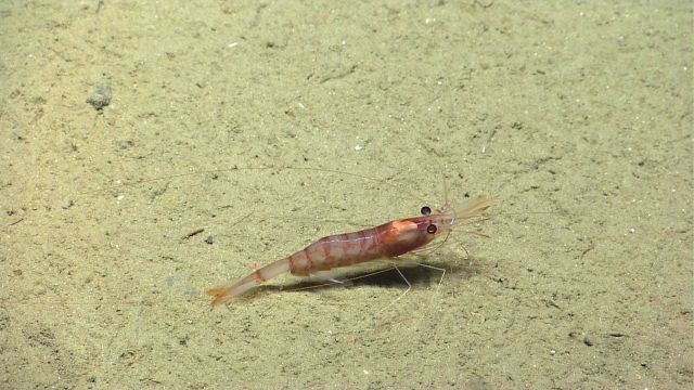 A red-banded shrimp on a sand and mud bottom. Picture