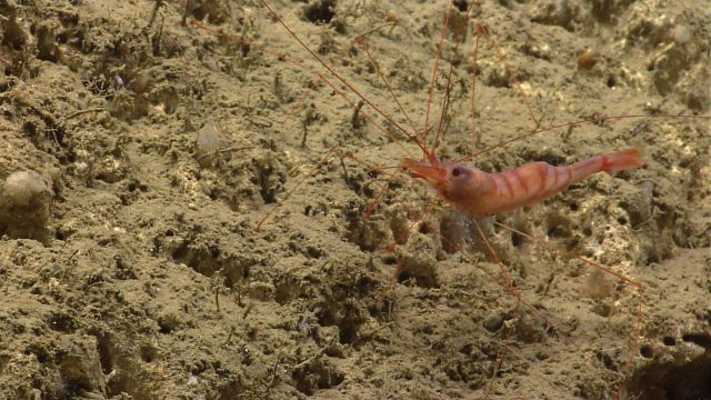 A brown shrimp on a sand and mud bottom. Picture