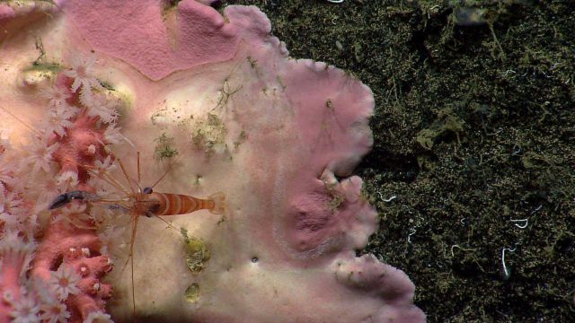 A white-and-red banded shrimp on a small paragorgia coral bush. Picture