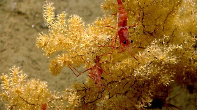 Two red and white banded shrimp on a small yellow octocoral. Picture