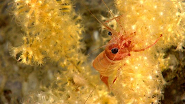 A red and white banded shrimp on a small yellow octocoral. Picture