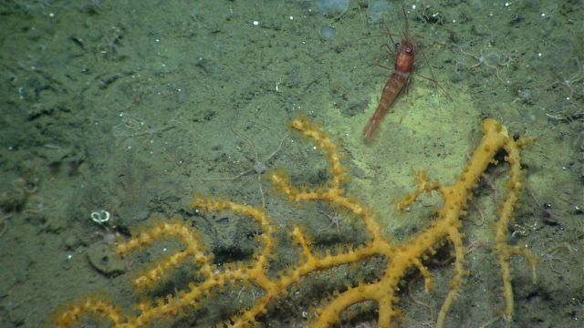 A red and white banded shrimp at the base of a paramuricean coral. Picture