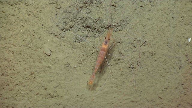 A banded brownish shrimp with white legs. Picture